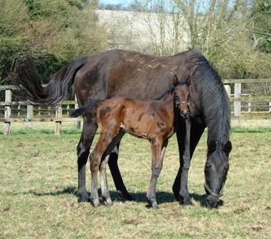 2018 Bay colt by Siyouni
